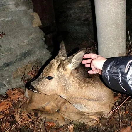 With 2 Bedrooms Im Esch