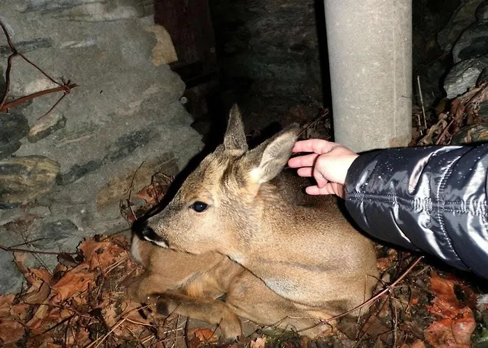 With 2 Bedrooms Visperterminen